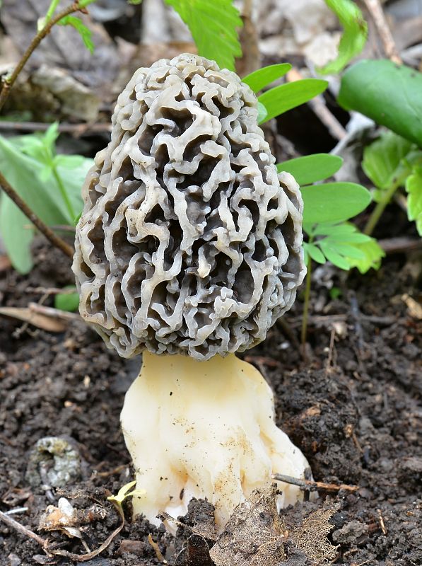 smrčok jedlý Morchella esculenta (L.) Pers.