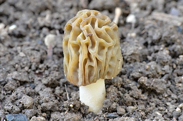 smrčok hybridný Morchella semilibera DC.