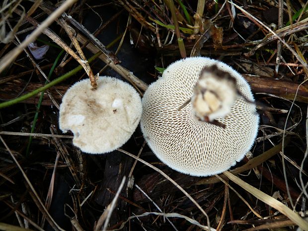 trúdnik Polyporus sp.