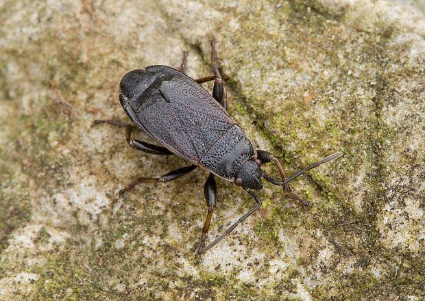 . Pyrrhocoris marginatus