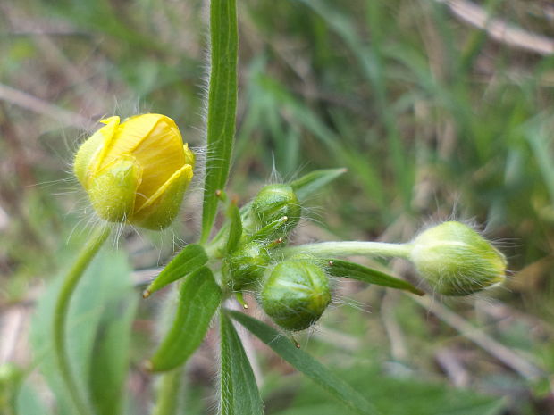 iskerník Ranunculus sp.