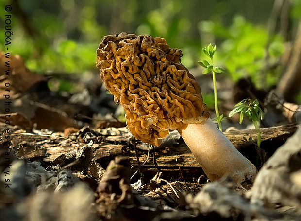 smrčkovec český Verpa bohemica (Krombh.) J. Schröt.