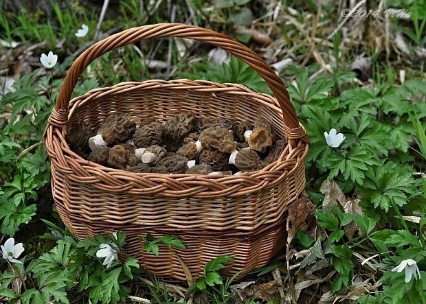 smrčkovec český Verpa bohemica (Krombh.) J. Schröt.