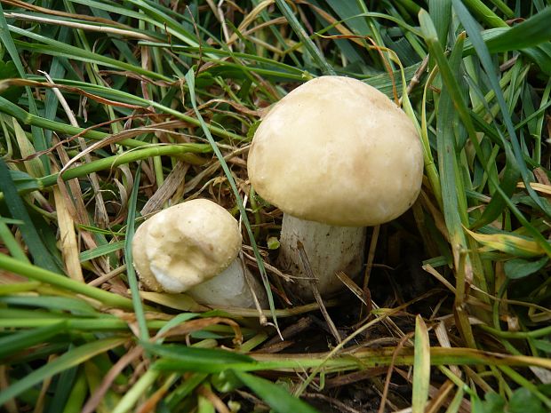 čírovnica májová Calocybe gambosa (Fr.) Donk