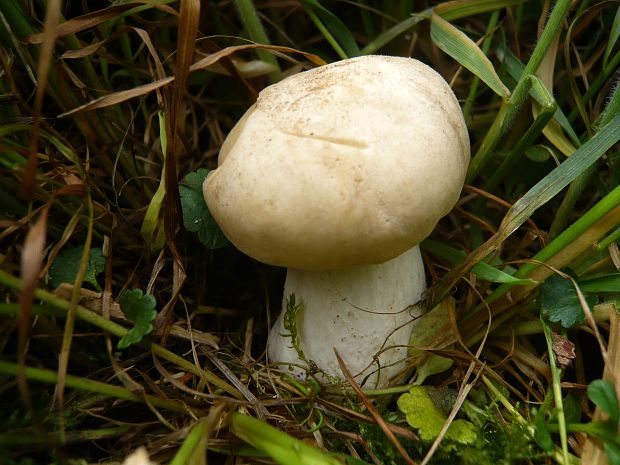 čírovnica májová Calocybe gambosa (Fr.) Donk