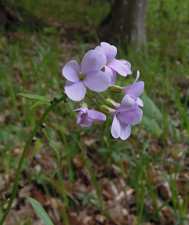 zubačka cibuľkonosná Dentaria bulbifera L.