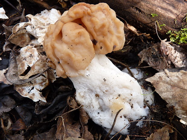 ušiak obrovský Gyromitra gigas (Krombh.) Cooke