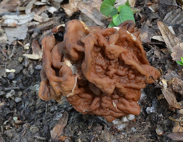 ušiak obrovský Gyromitra gigas (Krombh.) Cooke