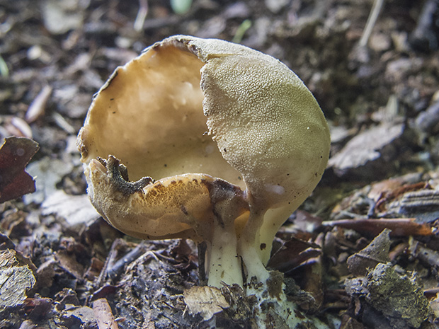 chriapač kalíškovitý Helvella acetabulum (L.) Quél.