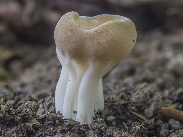 chriapač kalíškovitý Helvella acetabulum (L.) Quél.