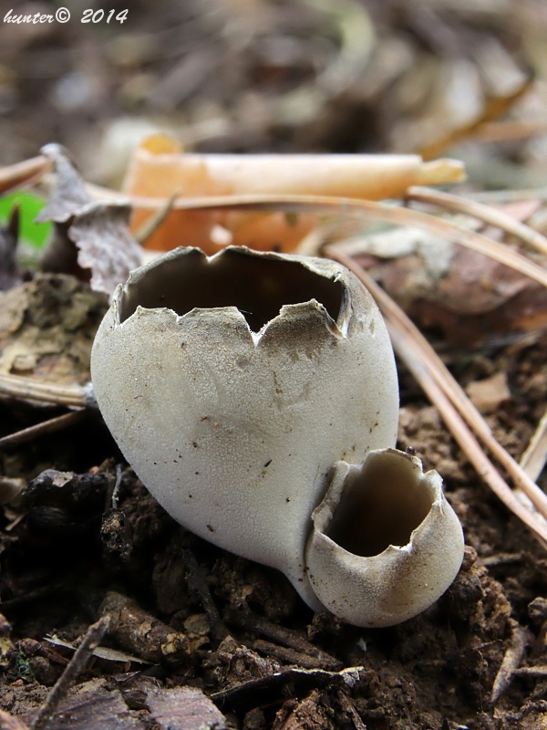 chriapač sosnový Helvella leucomelaena (Pers.) Nannf.