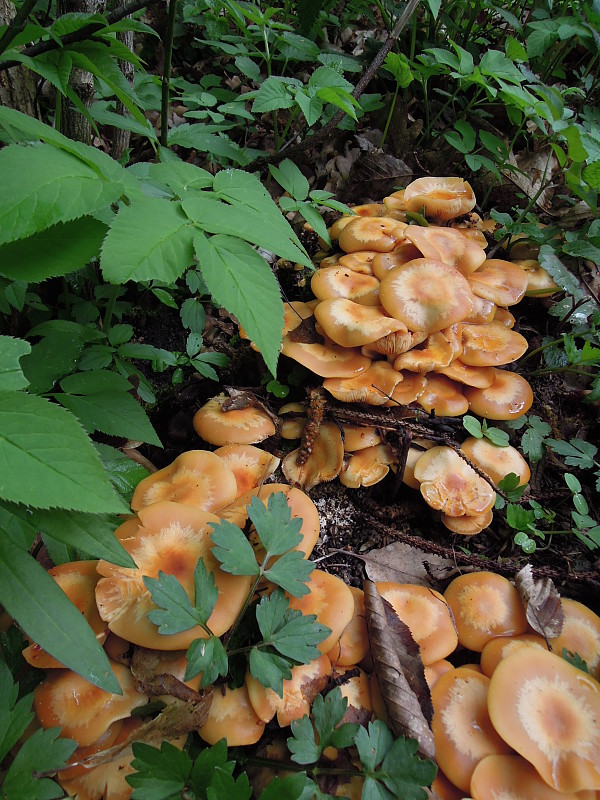 šupinačka menlivá Kuehneromyces mutabilis (Schaeff.) Singer & A.H. Sm.