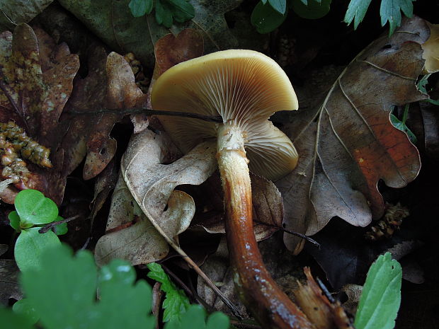 šupinačka menlivá Kuehneromyces mutabilis (Schaeff.) Singer & A.H. Sm.