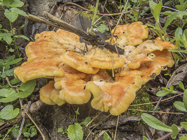 sírovec obyčajný Laetiporus sulphureus (Bull.) Murrill