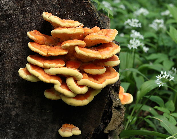 sírovec obyčajný Laetiporus sulphureus (Bull.) Murrill