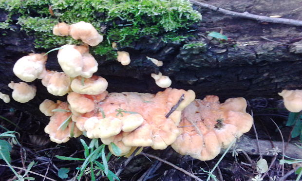 sírovec obyčajný Laetiporus sulphureus (Bull.) Murrill