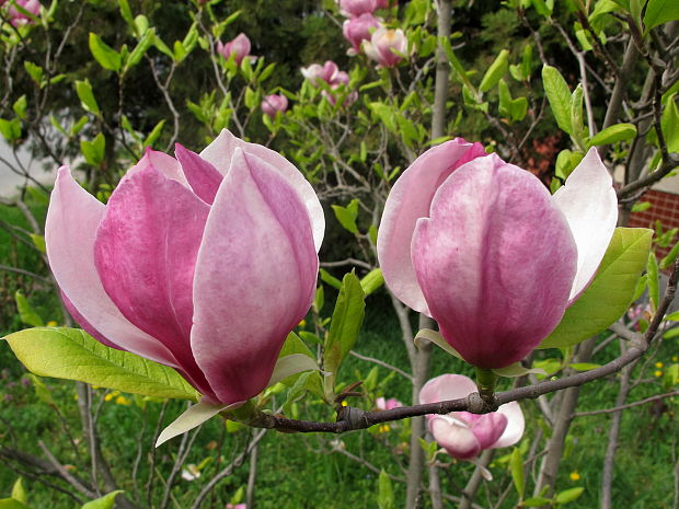 magnolia Magnolia soulangeana