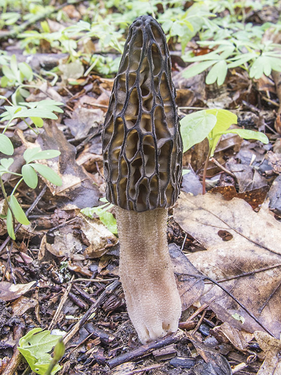 smrčok vysoký Morchella elata Fr.