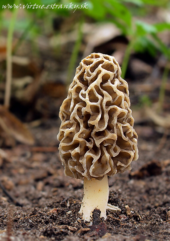 smrčok jedlý Morchella esculenta (L.) Pers.