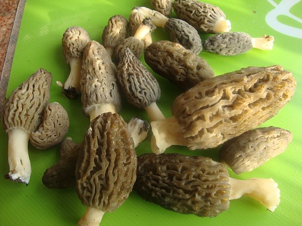 smrčok Morchella sp.