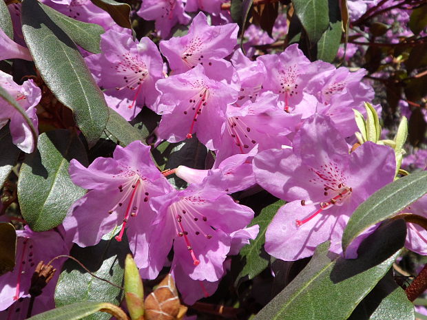 rododendron Rhododendron ponticum L.