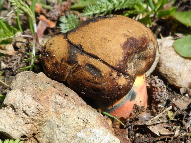 hríb zrnitohlúbikový Sutorius luridiformis (Rostk.) G. Wu & Zhu L. Yang