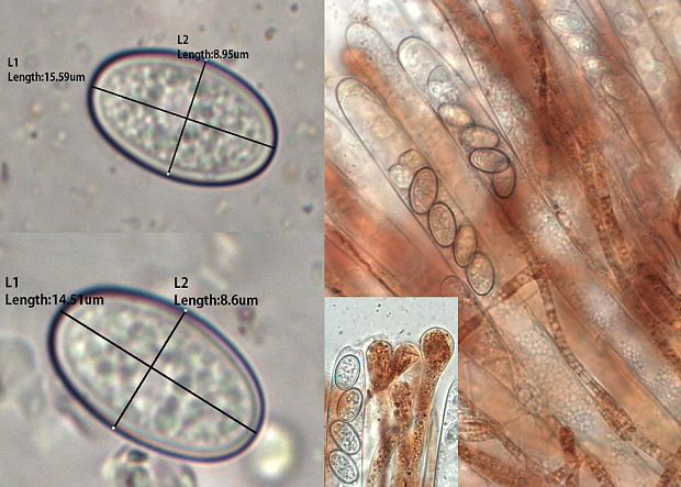 vláknohlivka Byssonectria deformis (P. Karst.) U. Lindem. & M. Vega