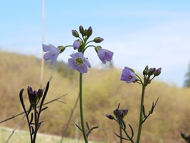 žerušnica lúčna Cardamine pratensis L.