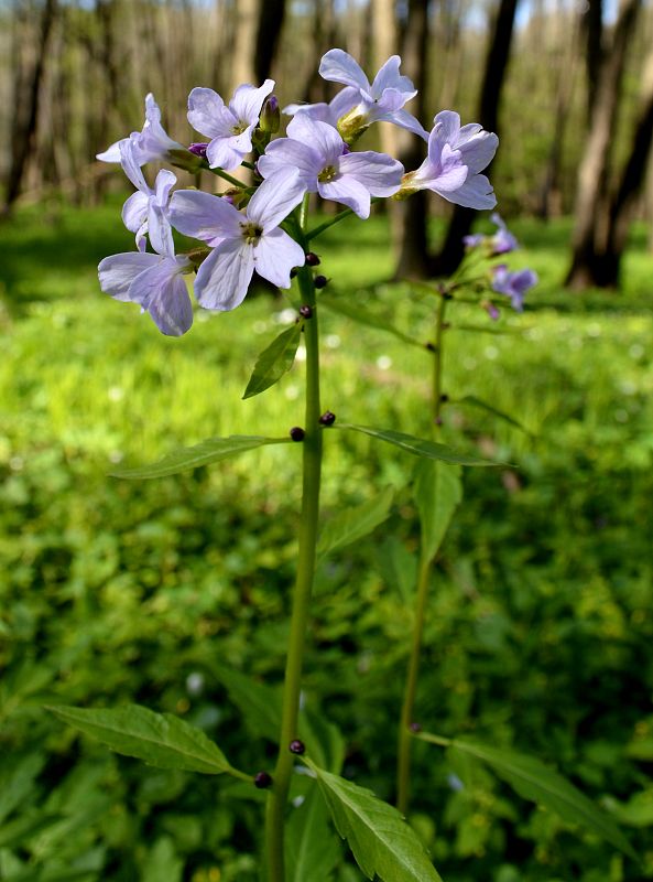 zubačka cibuľkonosná Cardamine pratensis L.