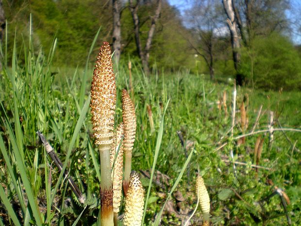 praslička najväčšia Equisetum telmateia Ehrh.