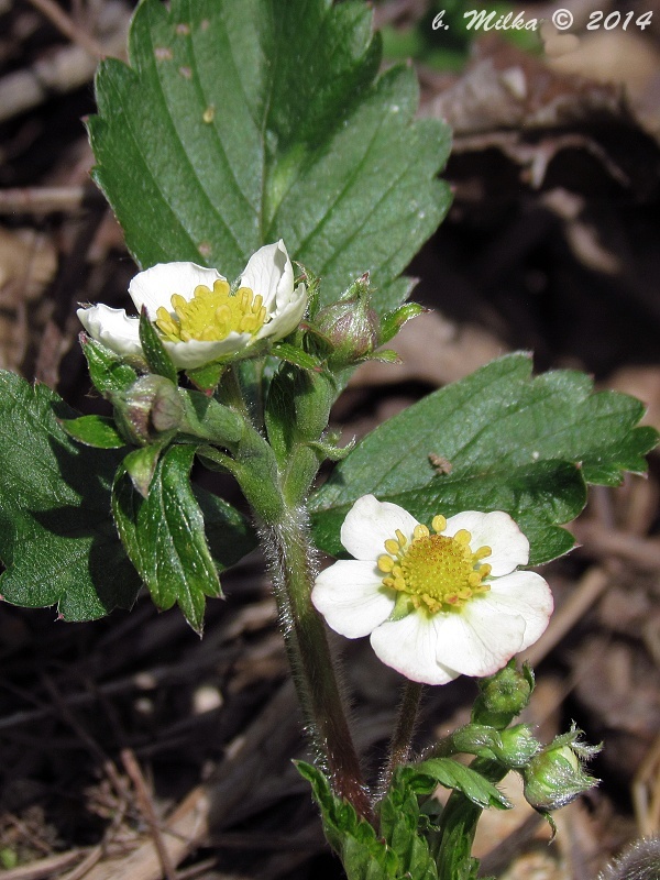 jahoda obyčajná Fragaria vesca L.