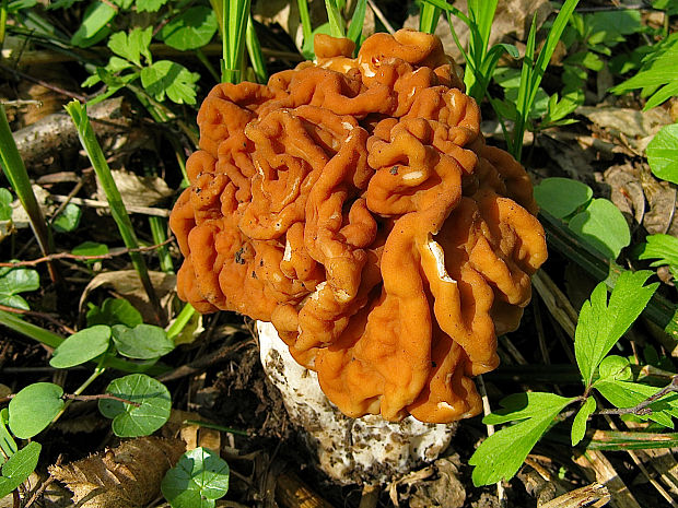 ušiak obrovský/ucháč obrovský Gyromitra gigas (Krombh.) Cooke