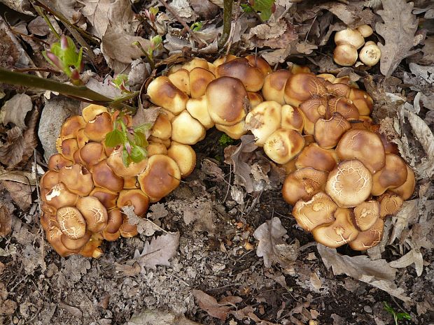 strapcovka Hypholoma sp.