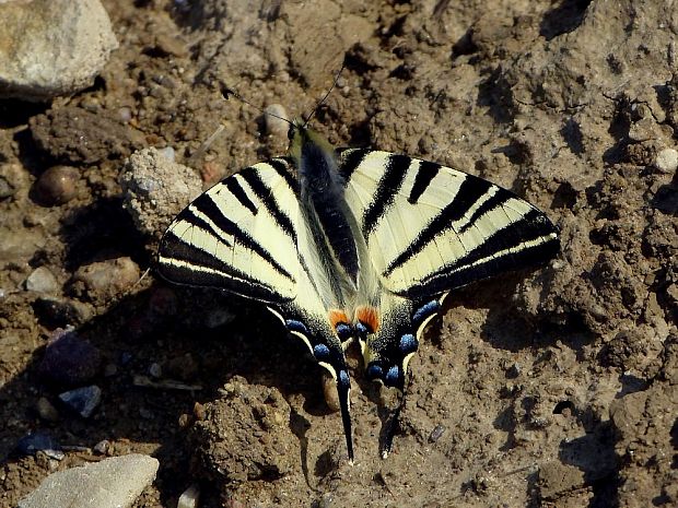 vidlochvost ovocný (sk) otakárek ovocný (cz) Iphiclides podalirius Linnaeus, 1758