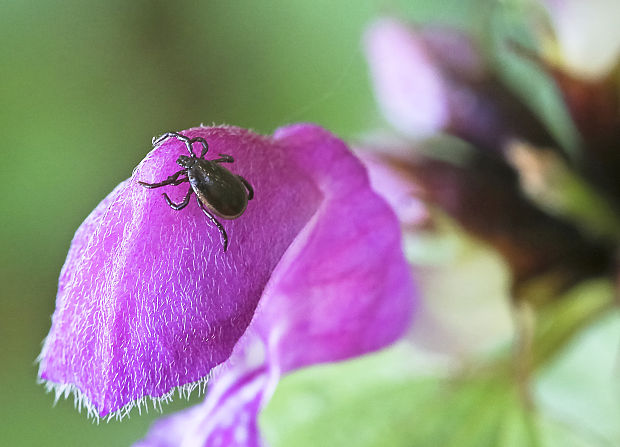 kliešť obyčajný Ixodes ricinus