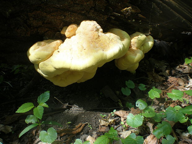 sírovec obyčajný Laetiporus sulphureus (Bull.) Murrill