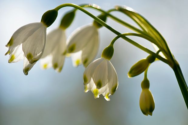 bleduľa letná Leucojum aestivum L.