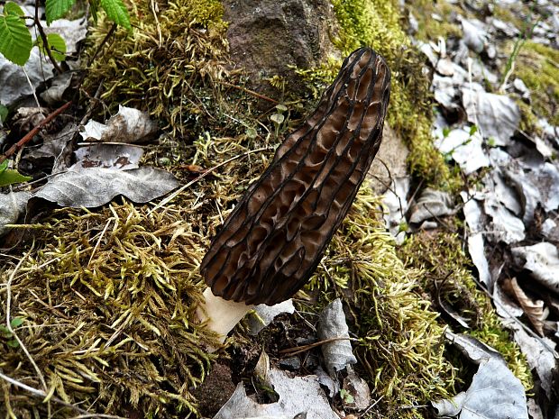 smrčok černastorebrový? Morchella angusticeps Peck