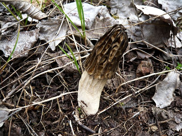 smrčok černastorebrový? Morchella angusticeps Peck