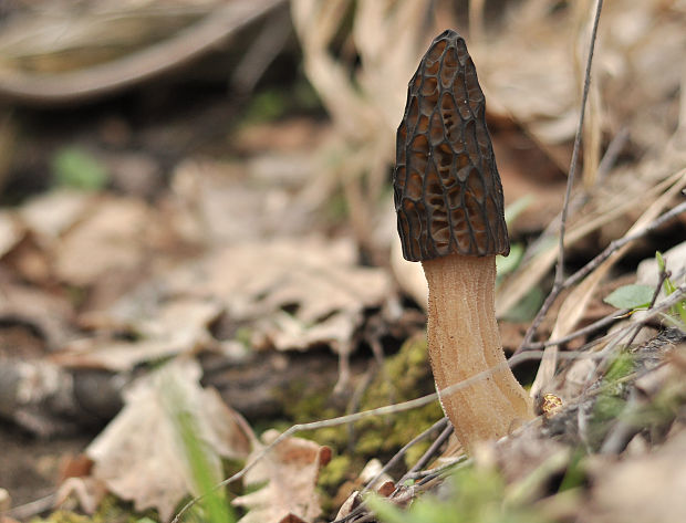 smrčok kužeľovitý Morchella conica Pers.