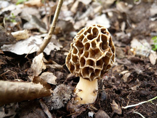 smrčok jedlý Morchella esculenta (L.) Pers.