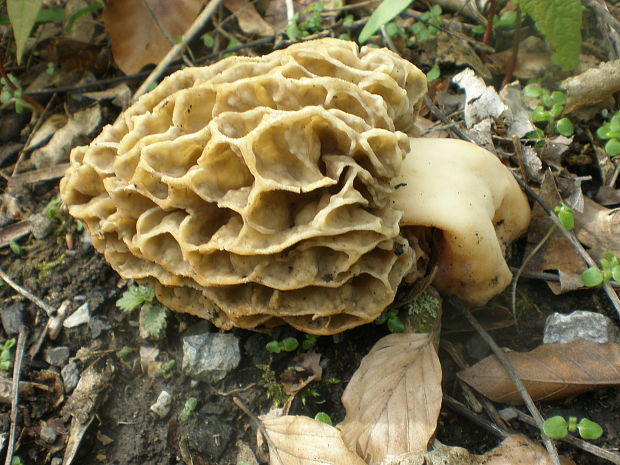 smrčok jedlý Morchella esculenta (L.) Pers.