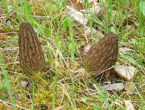 smrčok Morchella sp.