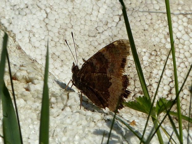 babôčka vŕbová (sk) babočka vrbová (cz) Nymphalis xanthomelas Esper, 1781