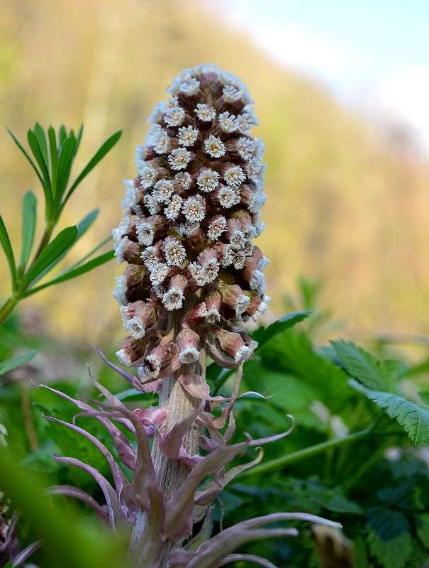 deväťsil kablíkovej Petasites kablikianus Bercht.