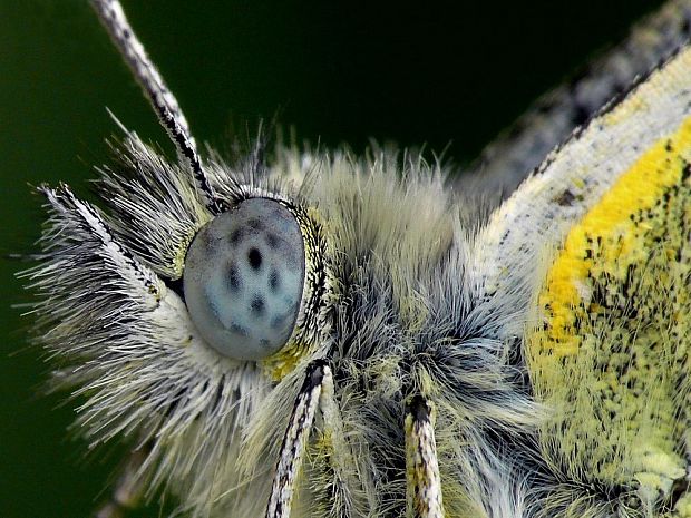 mlynárik repkový (sk) bělásek řepkový (cz) Pieris napi Linnaeus, 1758