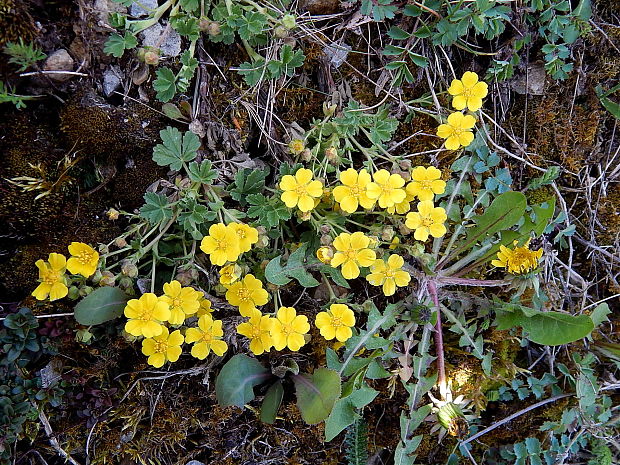 nátržník piesočný Potentilla arenaria Borkh.