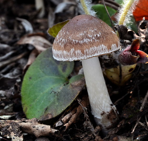 drobuľka hnedosivá Psathyrella spadiceogrisea (Schaeff.) Maire