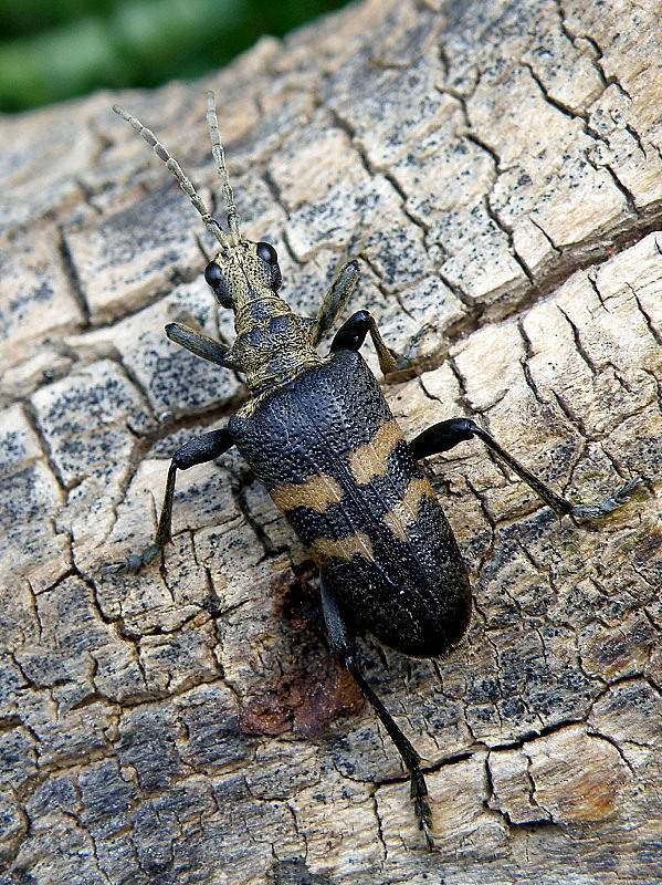 fuzáč Rhagium mordax