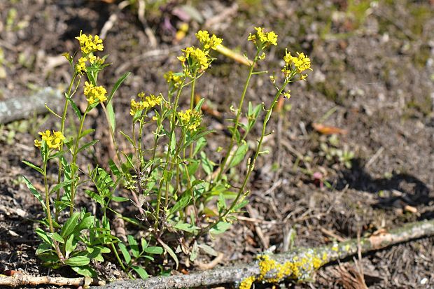 roripa lesná Rorippa sylvestris (L.) Besser